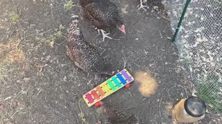 Musical chickens