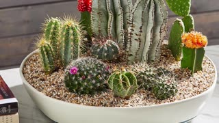 Cactus Propagation in Under a Minute