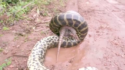Anaconda snake smothering an armadillo in the Brazilian wetland