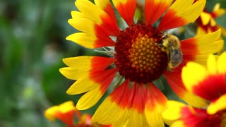 Bee at work on a red and yellow flower