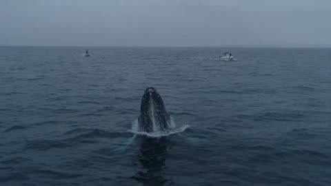 Humpback Whale 🐋❤️