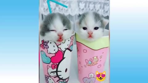Gatinhos engraçados lindos gatinhos