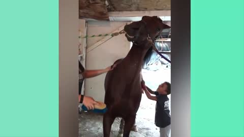 horses are funny | Horses Are Hilarious | horses videos