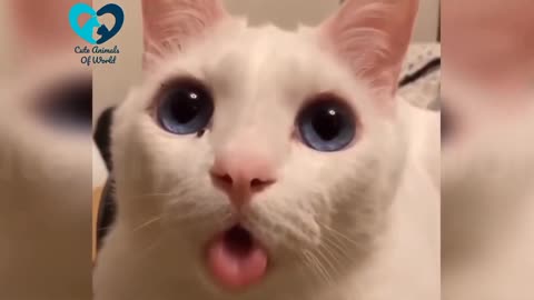 Funny Cute Cats Video,Cute Animals Of World