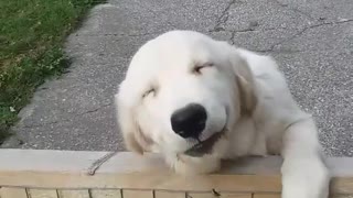 Cute Golden Retriever Shows Big Smile After Seeing His Owner