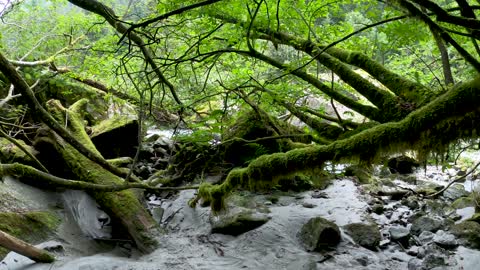 A Forest Covered In Green Mossy Plants