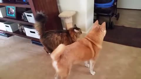 Shiba Inu and Siberian cat want their grandparents
