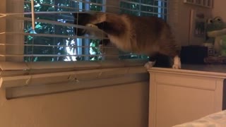 Grey cats head stuck in between window blinds