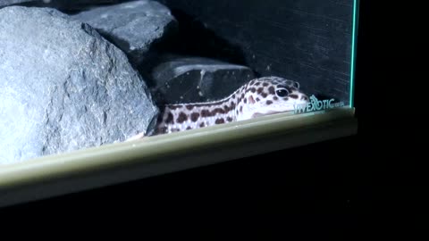 Leopard gecko looking to the future