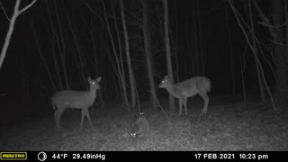 Large Raccoon with Whitetail Deer