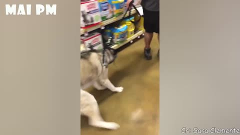 funny dog reaction to vet, and u will laugh till you get tired