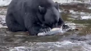 big bear feeding