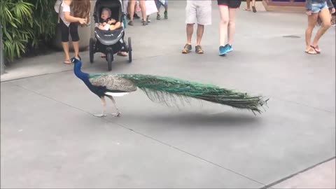 Peacock Opening Its Feathers