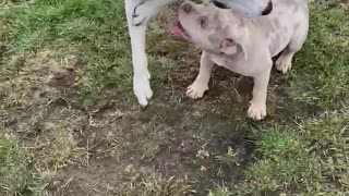 Dog meets new puppy for the first time