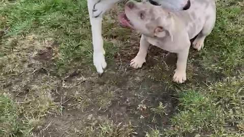 Dog meets new puppy for the first time