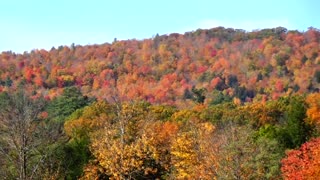 Foliage