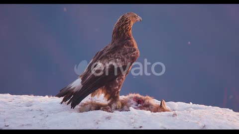 Proud and large golden eagle eats on a dead animal in the mountains at winter.