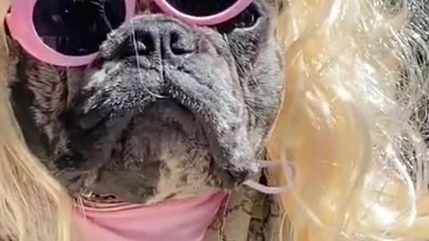 Cute & Funny French Bulldog Puppies Wearing Sunglasses! MUST WACTH!