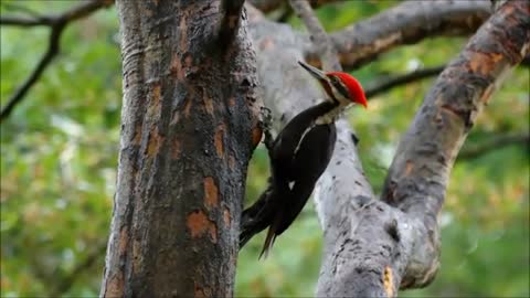 Pileated Woodpecker. They are rare but stunning.