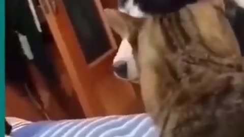 😆Cats and dogs fighting very funny😂|| Try not to laugh