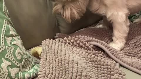 Clever Westie buries treat in blanket for later