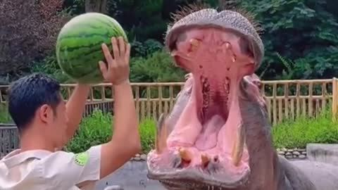 104M view in tiktok Hippo eating watermelon
