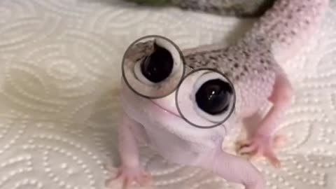 Enzo was made for this trend He really said: o_o #trend #gecko #animals #reptiles