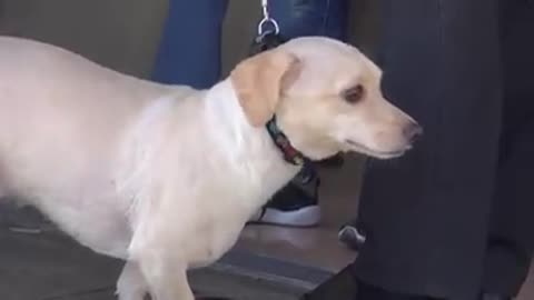 Perrito presiente que su dueño lo dejará en el refugio y le suplica que no lo abandone