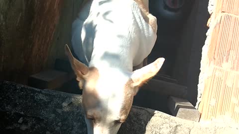 Dog Climbs Ladder