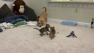 Wary Dog Isn't Used To Kittens Yet