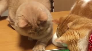 Cats and tablet 2