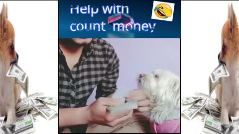 Watch this dog help her owner in calculating the money 😂❤️