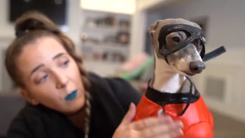 Jenna Marbles Has Her Dogs Try On Halloween Costumes