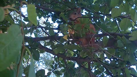 Squirrel on the tree