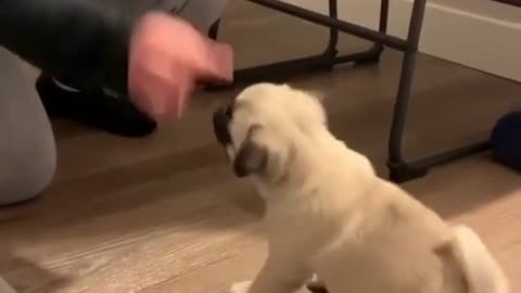 Cute puppy pug (Funny)