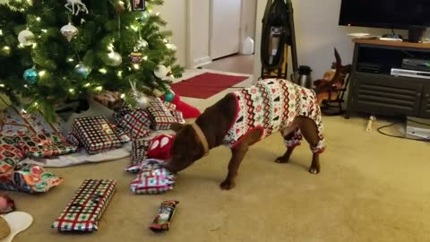 Santa brings good doggy lots of presents
