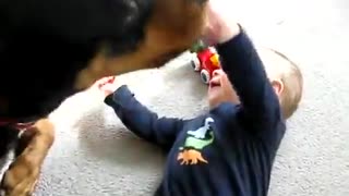 Cutest Baby And Rottweiler Dog Are Best Friends - Amazing