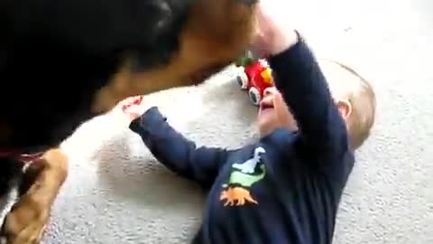Cutest Baby And Rottweiler Dog Are Best Friends - Amazing