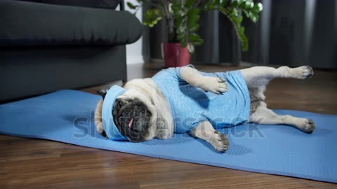 Snooze with a Twist: French Bulldog's Hilarious Sleeping Style Will Leave You in Stitches!