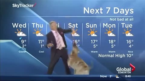 funny dogs interrupt work from home live interviews news reports compilation