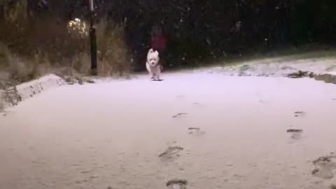 Pup gets ecstatic for first ever snow experience