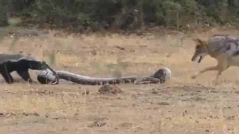Honey badger and jackal catch a python together