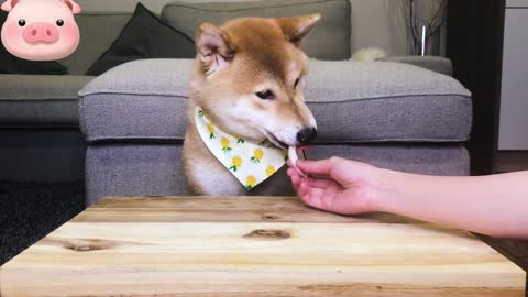 Cute Shiba Inu