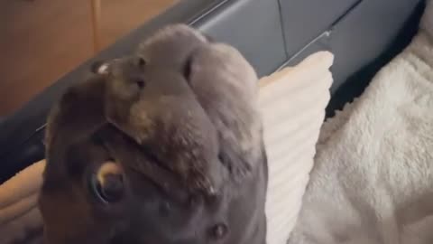 A very beautiful clip a dog eats a wonderful way for the first time