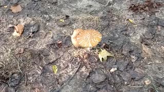 Wild Mushrooms in the woods