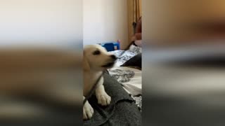 Labrador puppy is played with a rope.