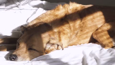 Dog Resting In Sunshine - Relaxation Video - Try Not To Laugh - Cute Dogs - No Copyright Content