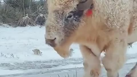 A Rare Albino Buffalo