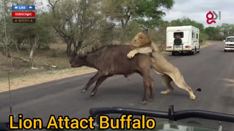 Lion Attact Buffalo on Road