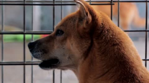 Backview of sad mixed breed dog behind the fences. Dog in a shelter or an animal nursery